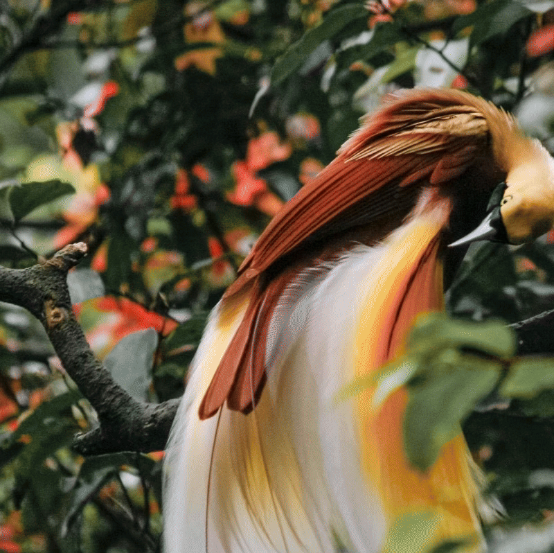 Papua New Guinea